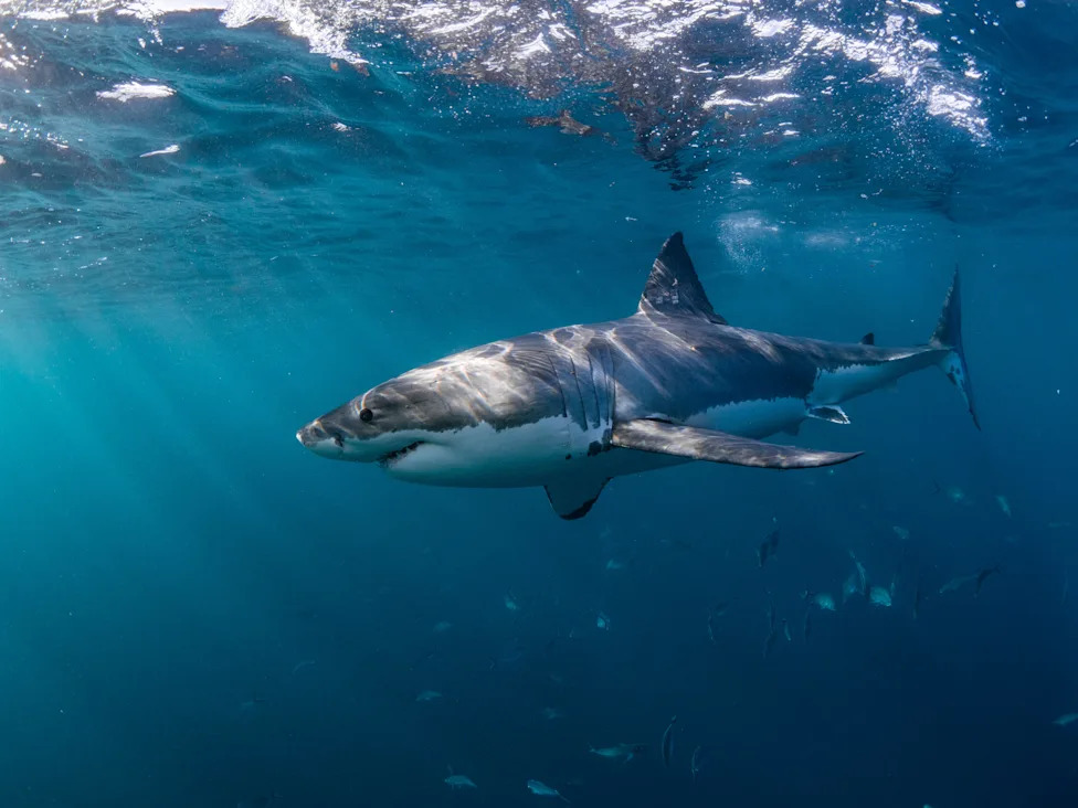 Biscayne Bay Designated a Rare Shark Nursery Near Miami — Scientists Sound Call For Stronger Protections