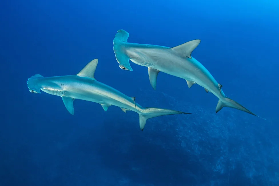 Biscayne Bay Designated a Rare Shark Nursery Near Miami — Scientists Sound Call For Stronger Protections