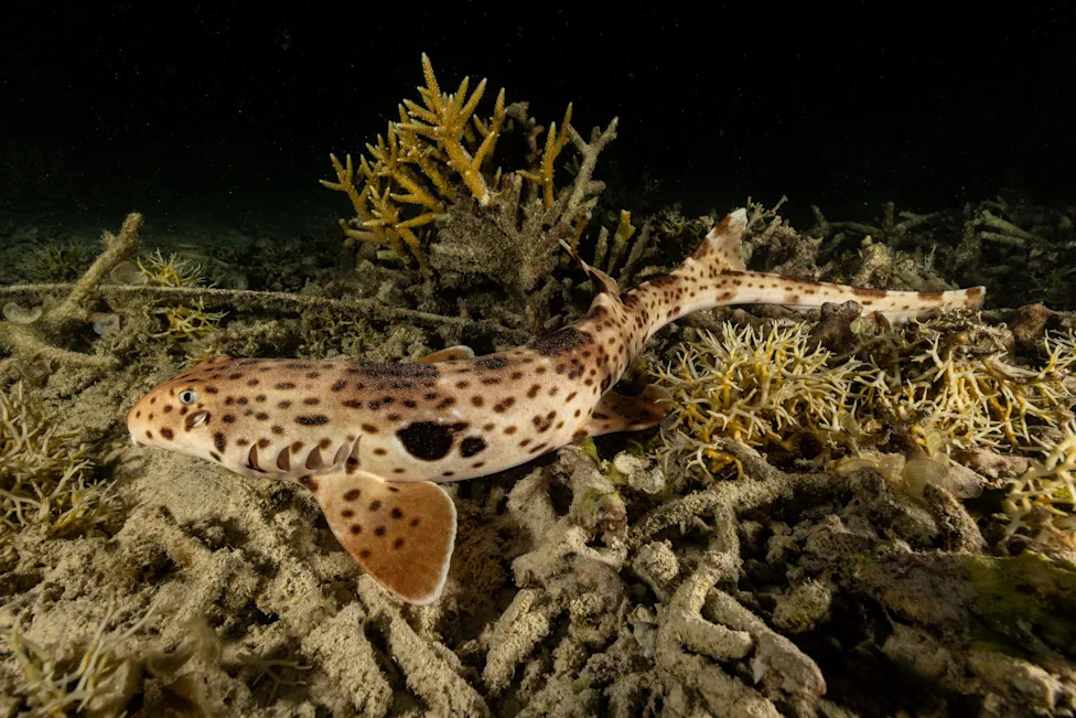 Biscayne Bay Designated a Rare Shark Nursery Near Miami — Scientists Sound Call For Stronger Protections