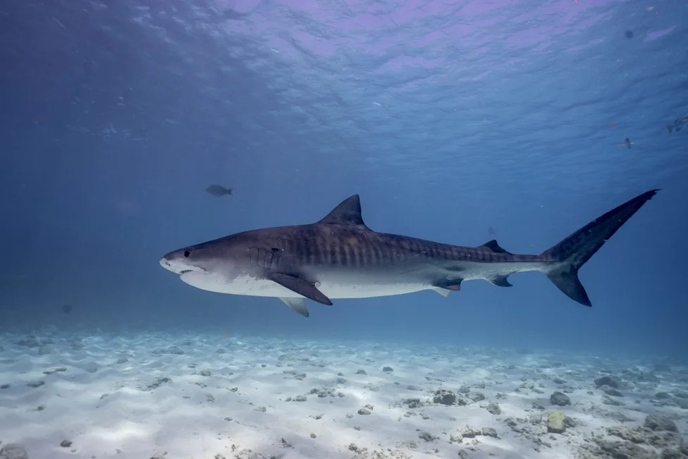 Biscayne Bay Designated a Rare Shark Nursery Near Miami — Scientists Sound Call For Stronger Protections