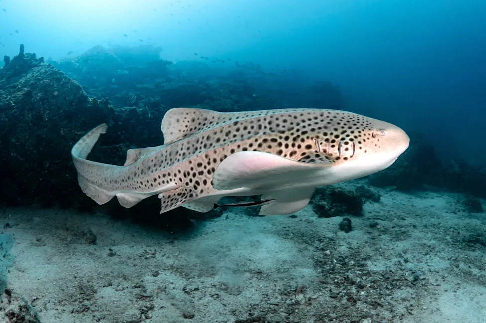 Biscayne Bay Designated a Rare Shark Nursery Near Miami — Scientists Sound Call For Stronger Protections