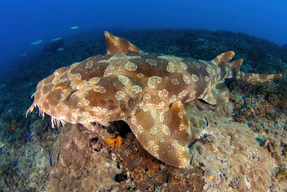 Biscayne Bay Designated a Rare Shark Nursery Near Miami — Scientists Sound Call For Stronger Protections