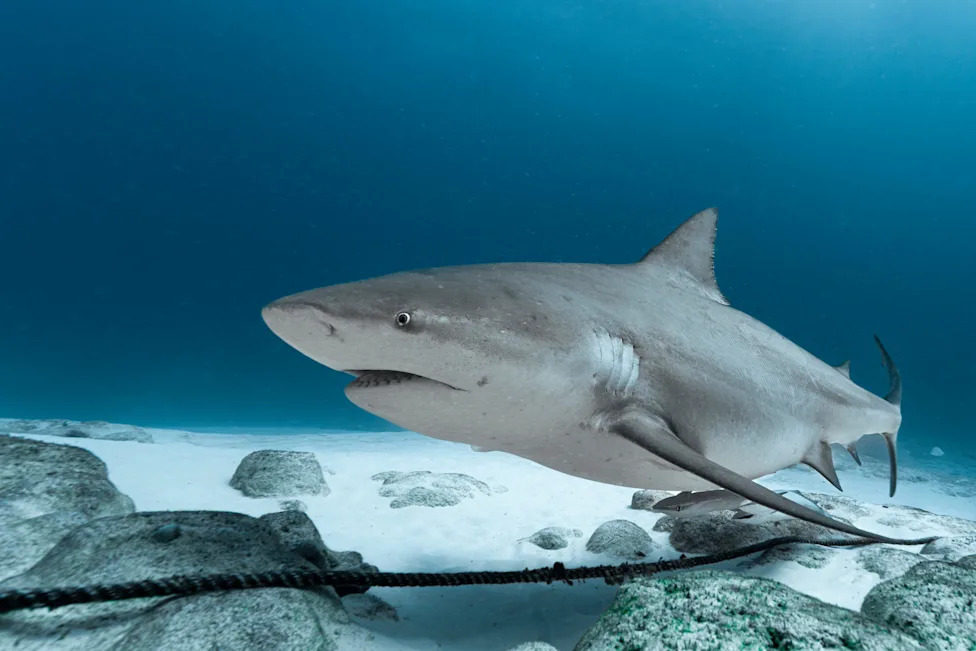 Biscayne Bay Designated a Rare Shark Nursery Near Miami — Scientists Sound Call For Stronger Protections