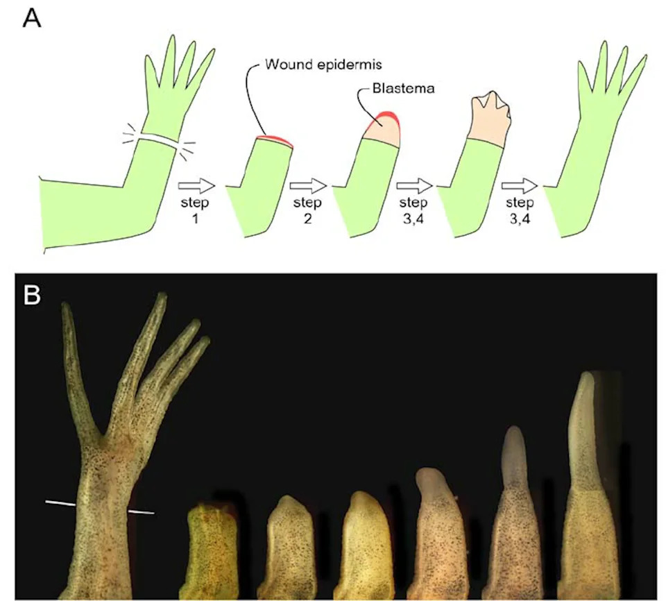 Why Humans Can’t Regrow Limbs (But Salamanders Can): What Science Reveals