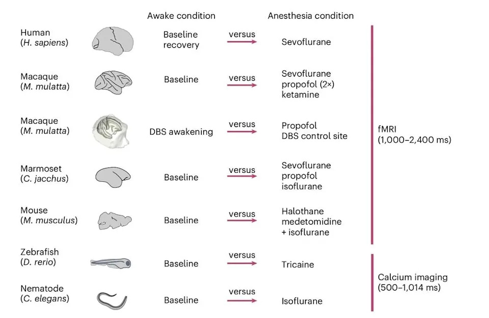 Anesthesia Makes Brains Behave Like Worms — Study Reveals a Universal Break in Brain Integration