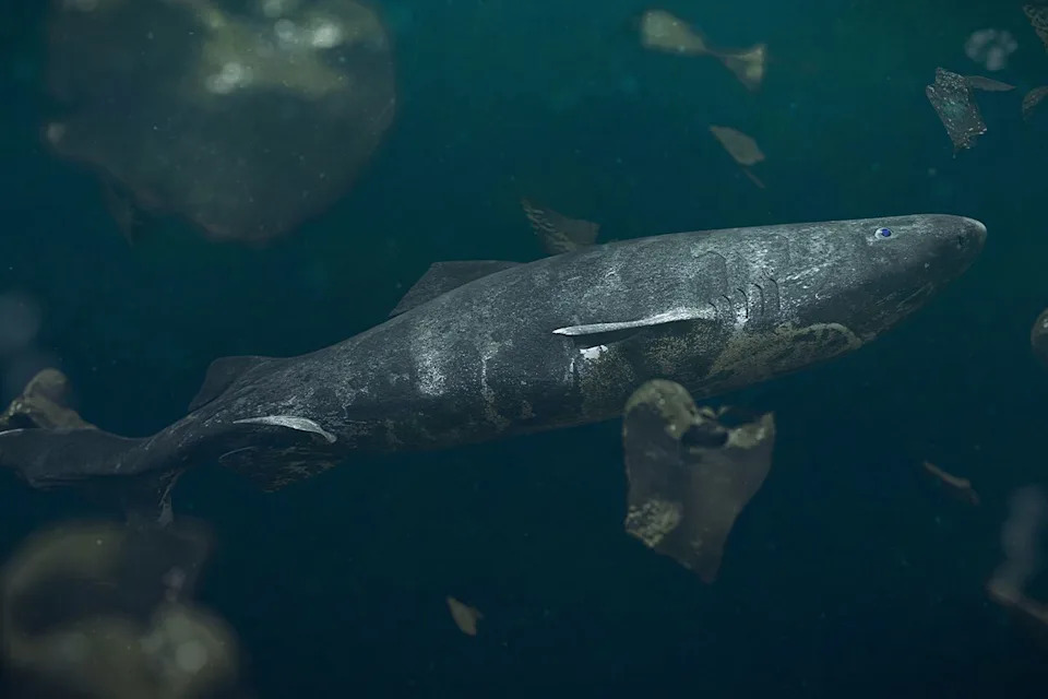 Greenland Pauses Controversial Plan To Cull 1,000 Centuries‑Old Sharks Amid Legal And Conservation Concerns