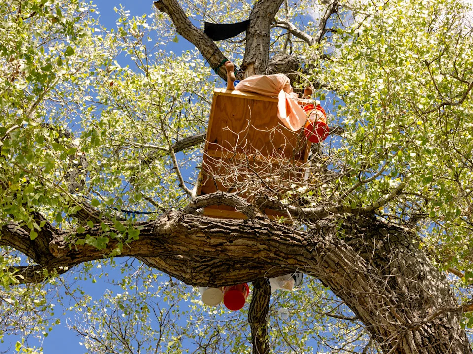 Border Agents Fell 'Grandmother' Cottonwood After 70-Day Tree Sit in Arizona
