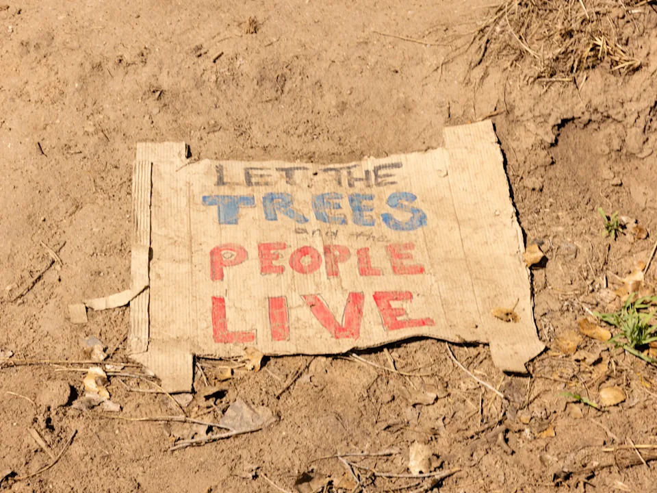 Border Agents Fell 'Grandmother' Cottonwood After 70-Day Tree Sit in Arizona